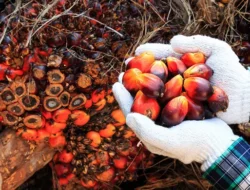 Indonesia Hadapi Dilema Ekspor Sawit US$19,5 Miliar atau Amankan Program Biodiesel B50