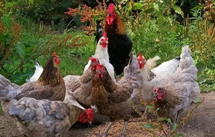 Anggaran BGN Rp20 Triliun untuk Pembiayaan Peternak Ayam